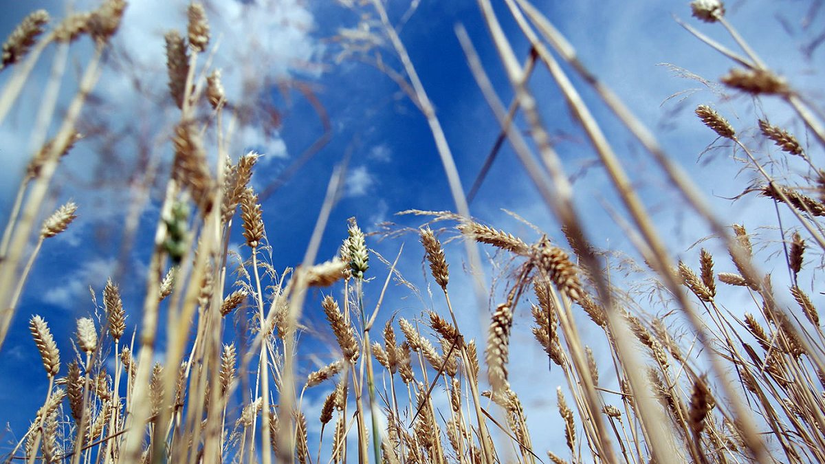 Снопы пшеницы на поле