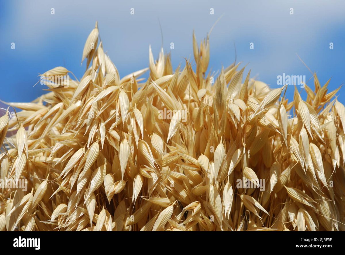 Овсянка деревообрабатывающий картинки