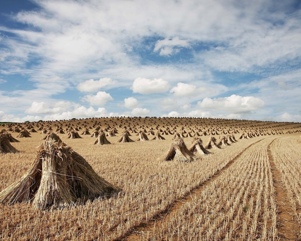 Геркулес овсяные хлопья растение