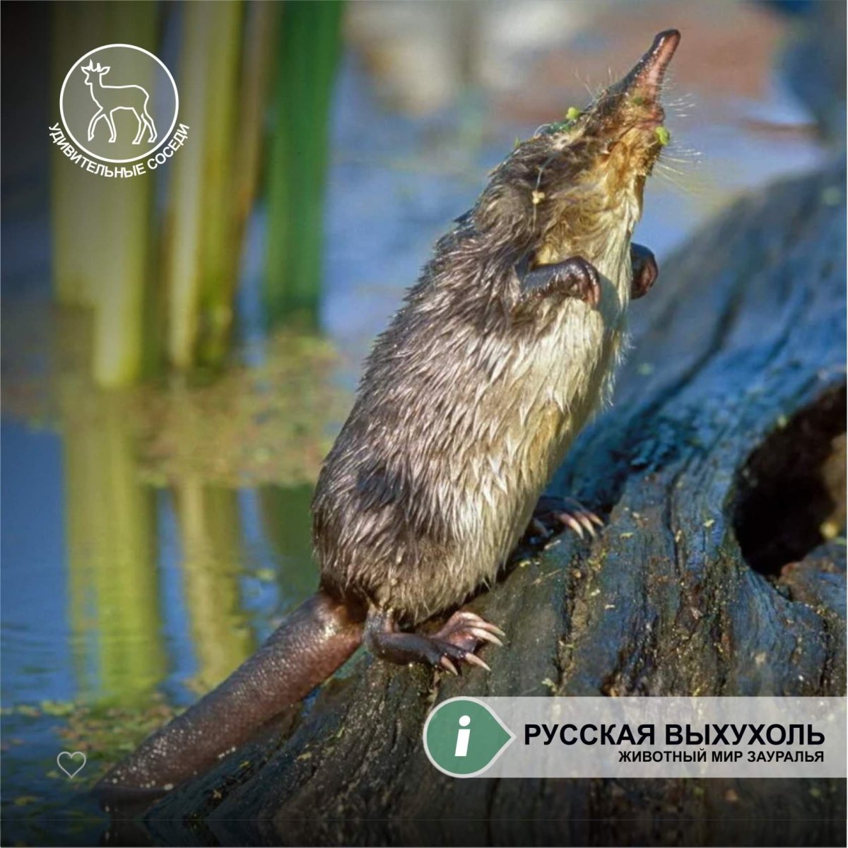 Русская выхухоль