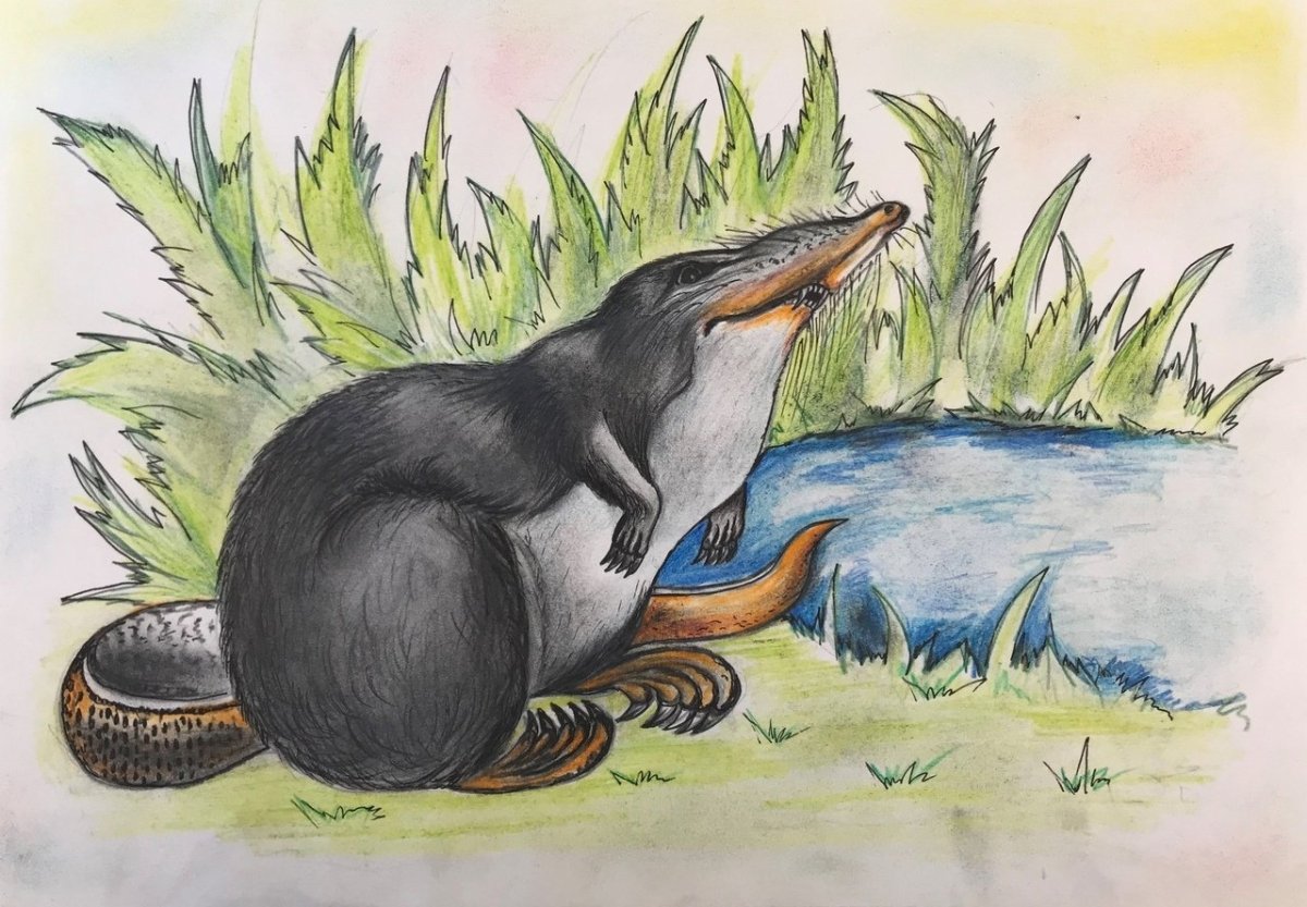 Выхухоль Хохуля Калуга