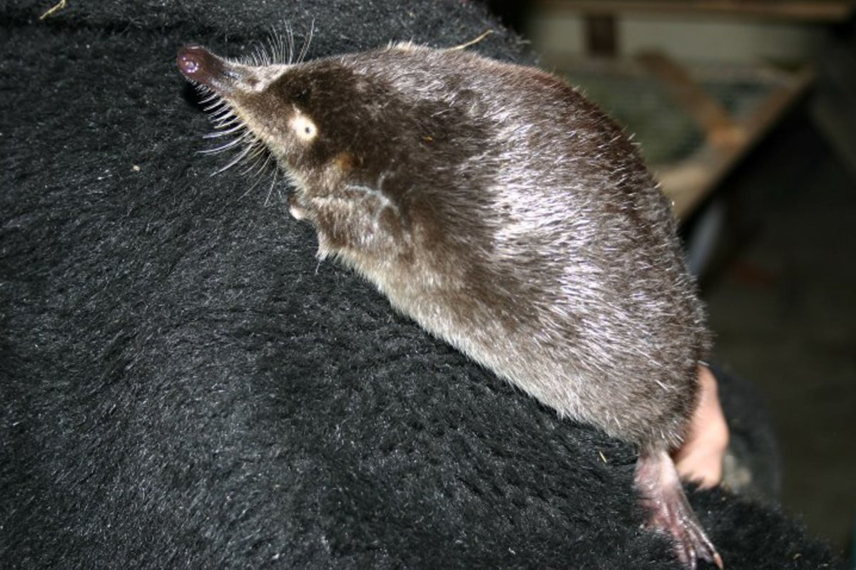 Пиренейская выхухоль