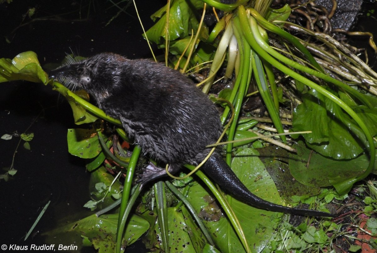 Пиренейская выхухоль