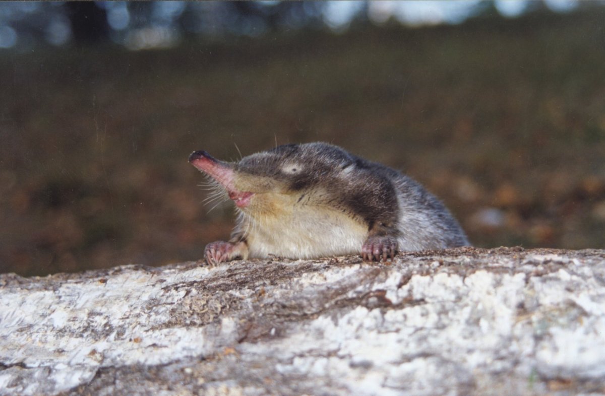 Присурский заповедник выхухоль