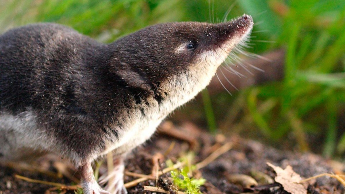 Землеройка бурозубка