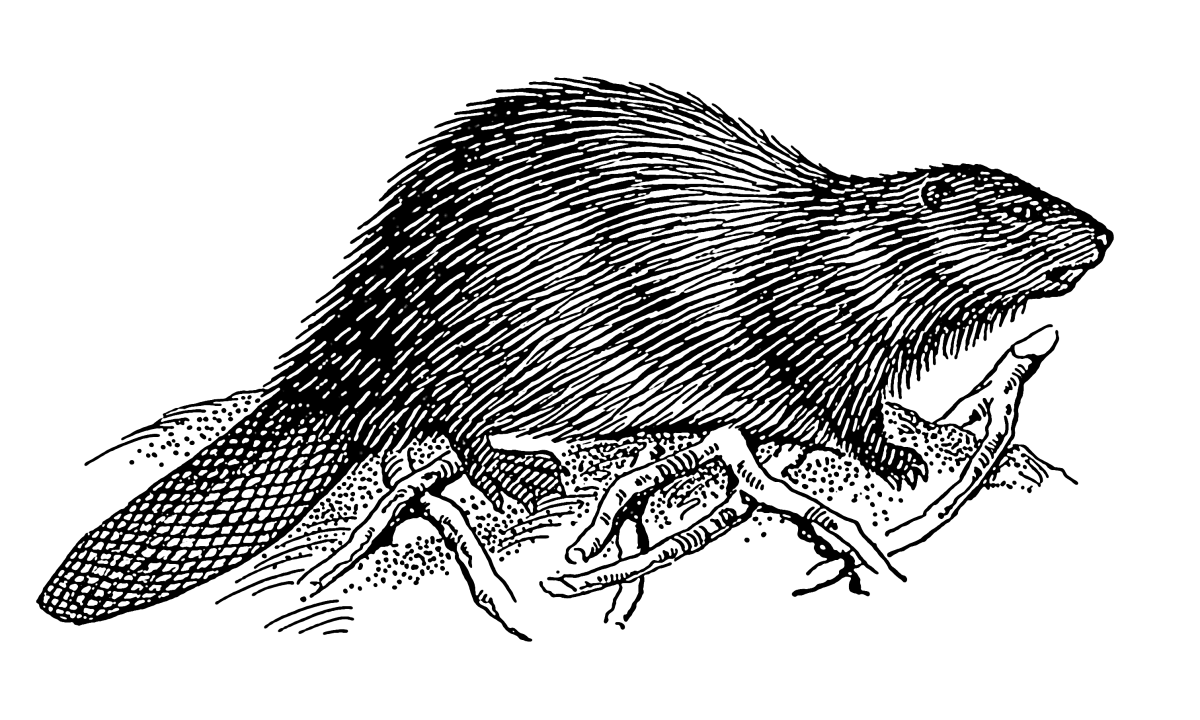 Бобр рисунок