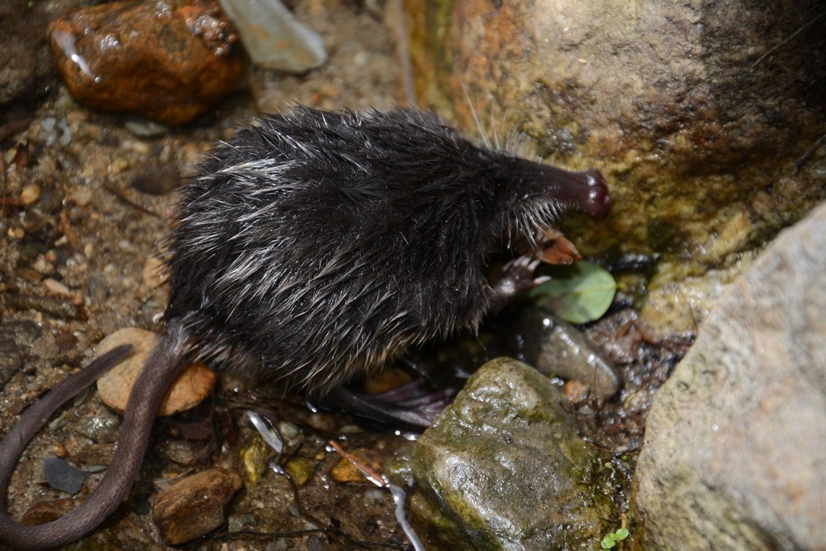 Выхухоль птица