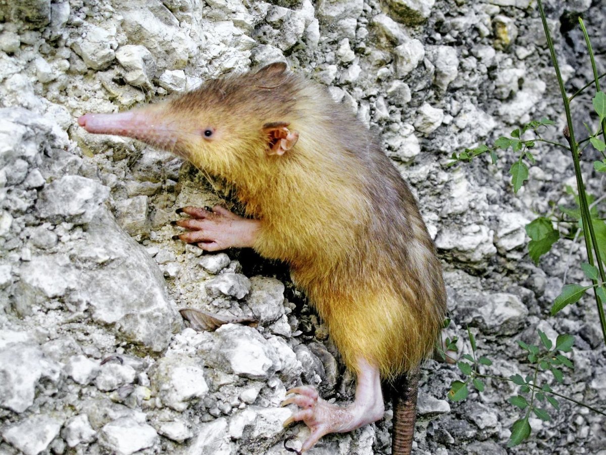 Кубинский щелезуб и Гаитянский щелезуб