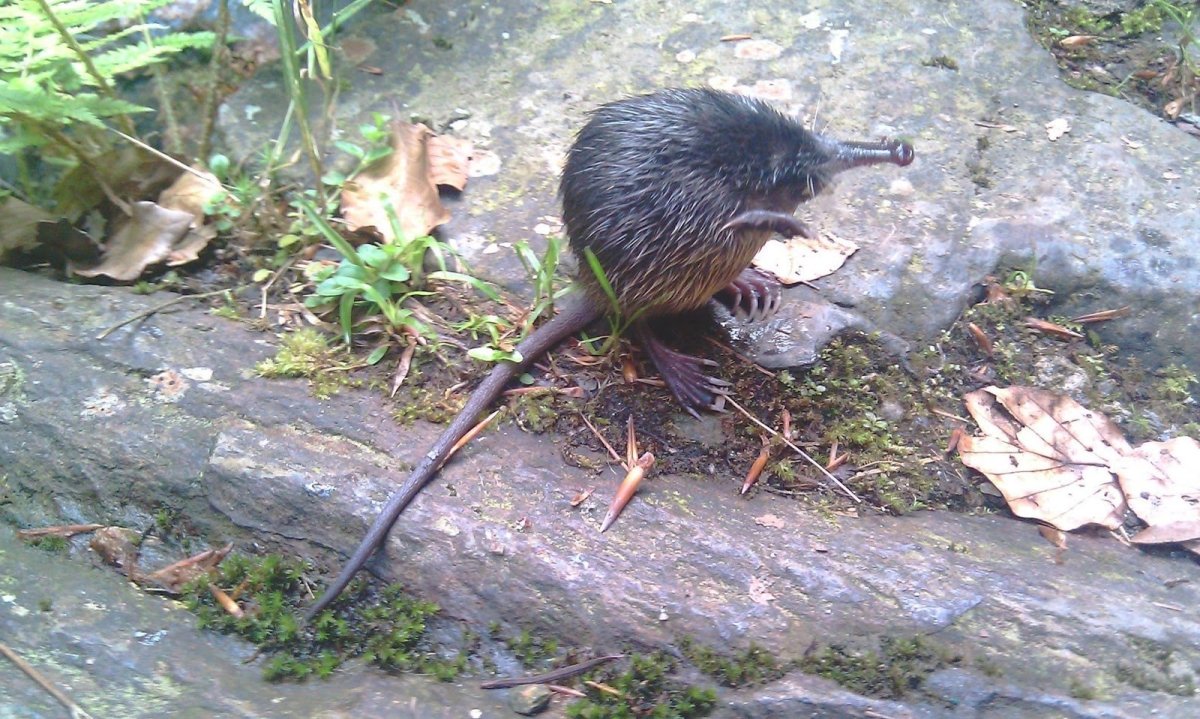 Пиренейская выхухоль