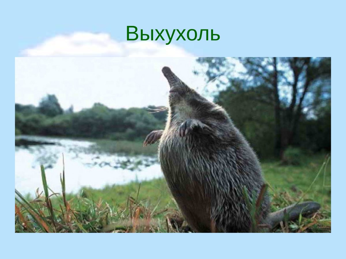 Выхухоль Нургуш