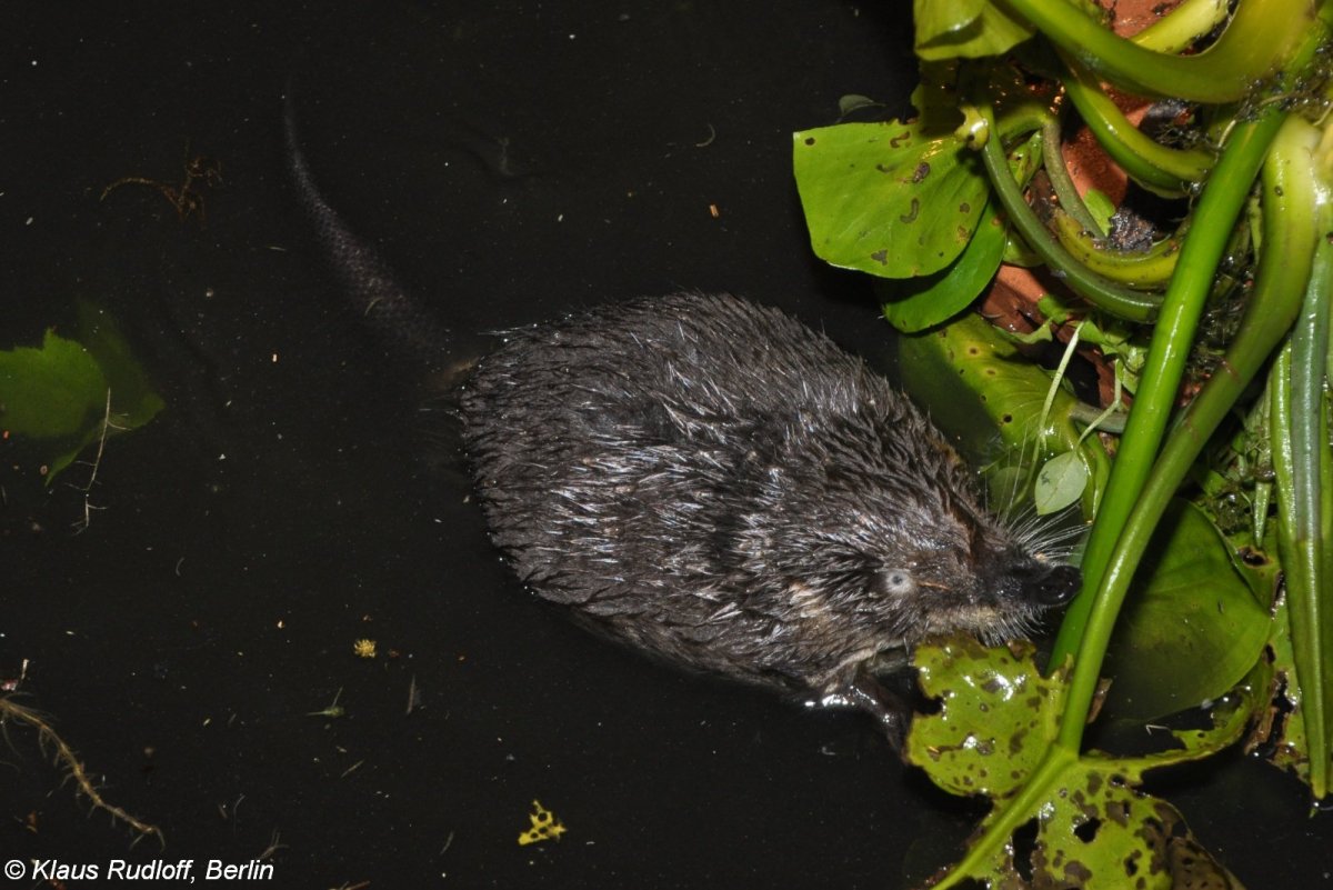 Выхухоль (Desmana moschata)