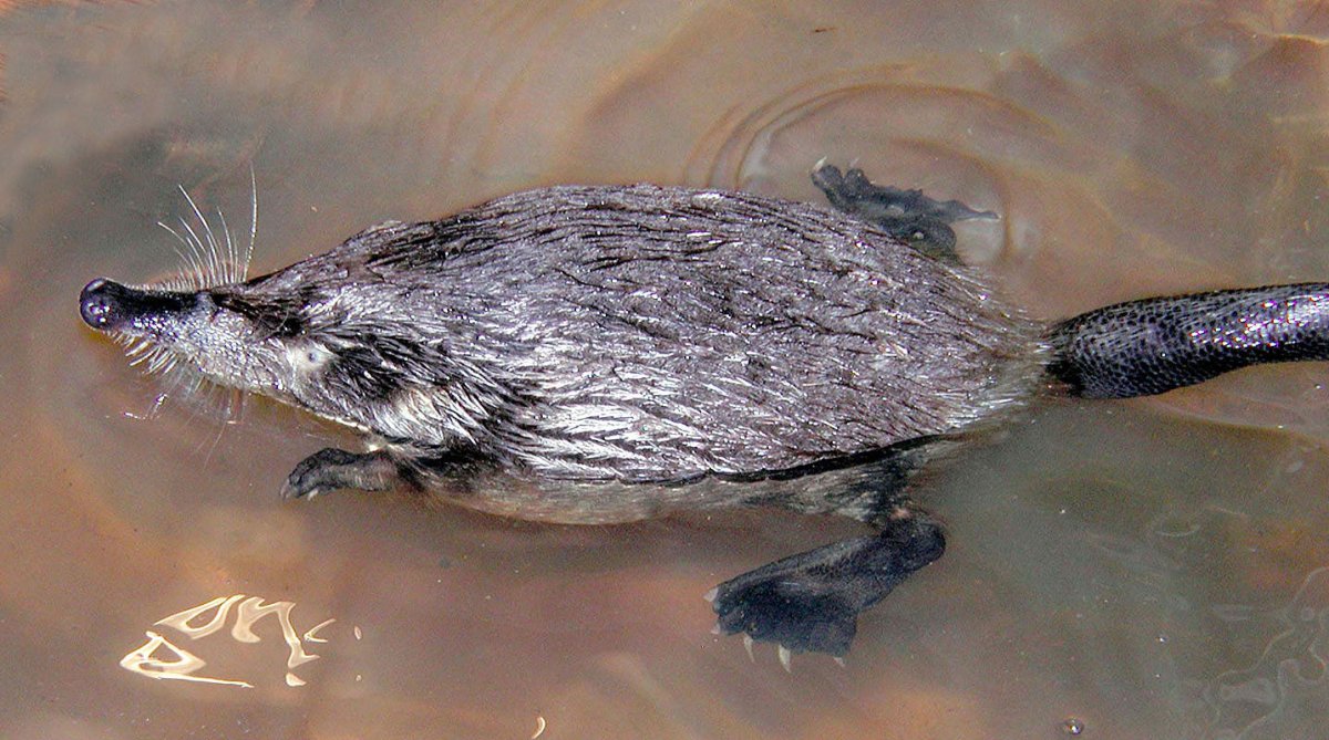 Русская выхухоль Desmana moschata