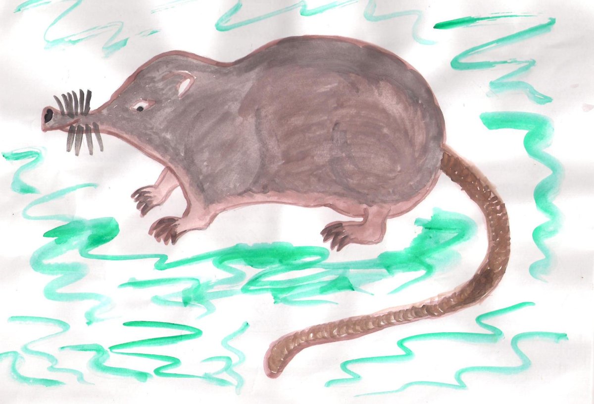 Рисунки выхухоли легкие