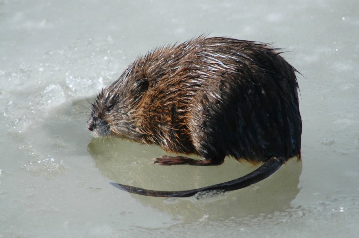 Выхухоль и ондатра