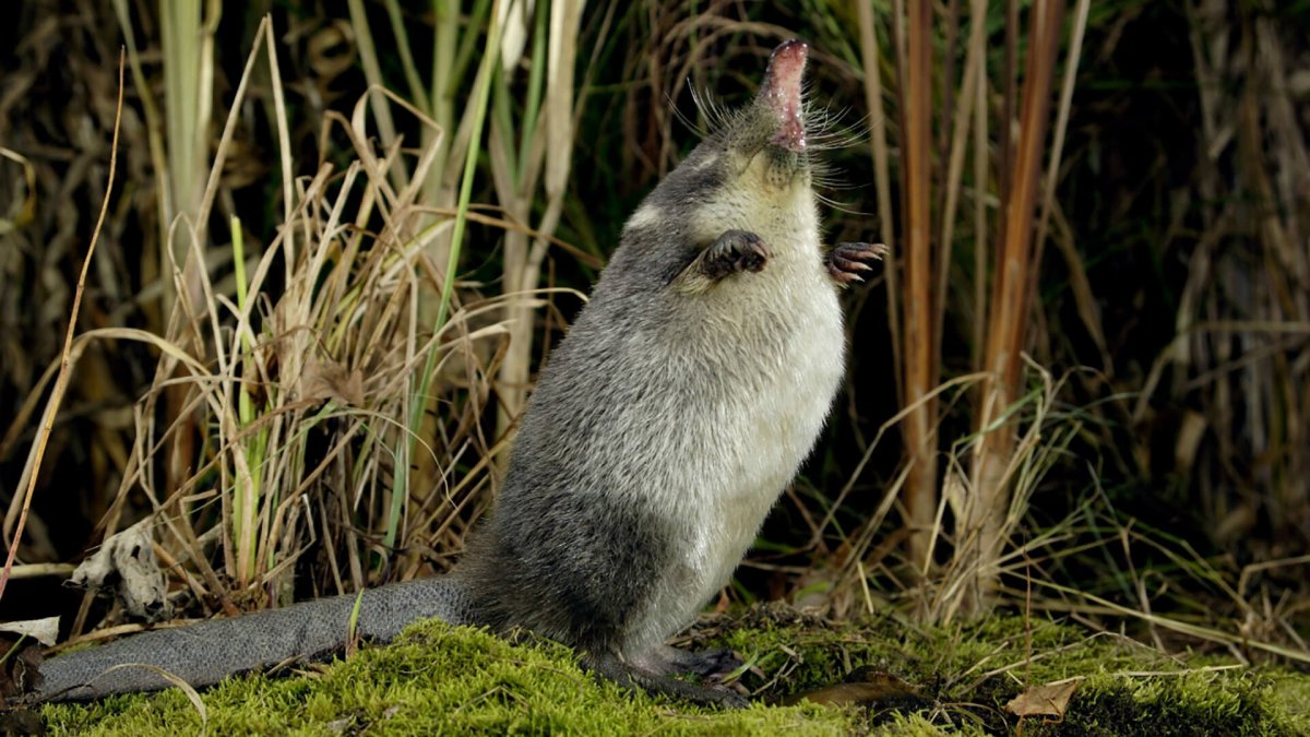 Русская выхухоль