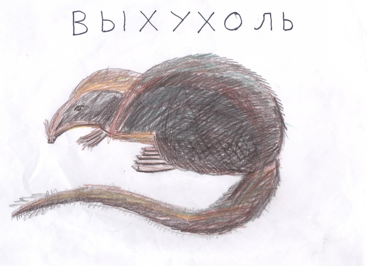 Выхухоль род