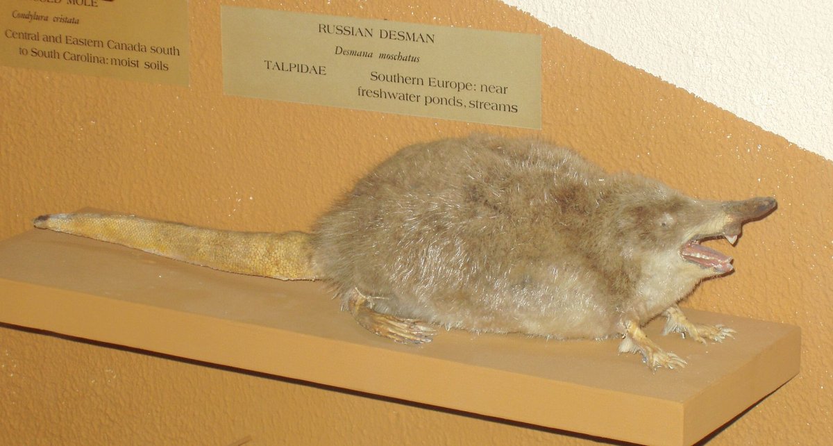 Выставка чучел животных