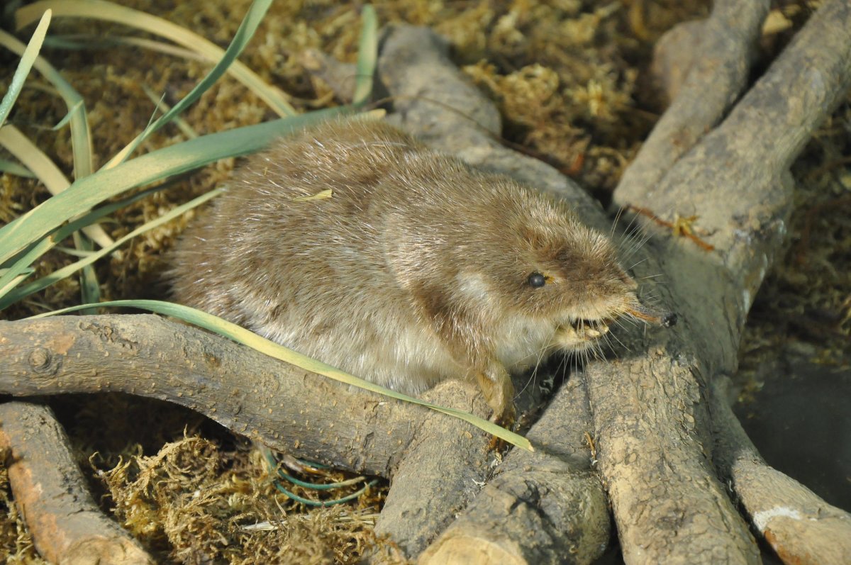 Выдра ондатра выхухоль