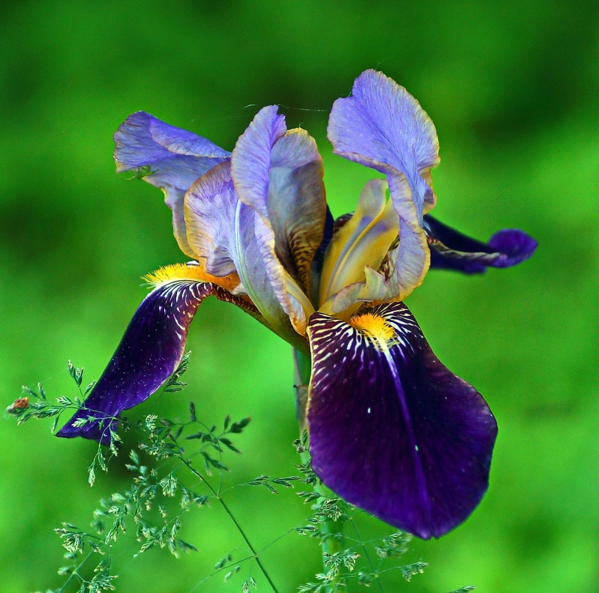 Касатик песчаный