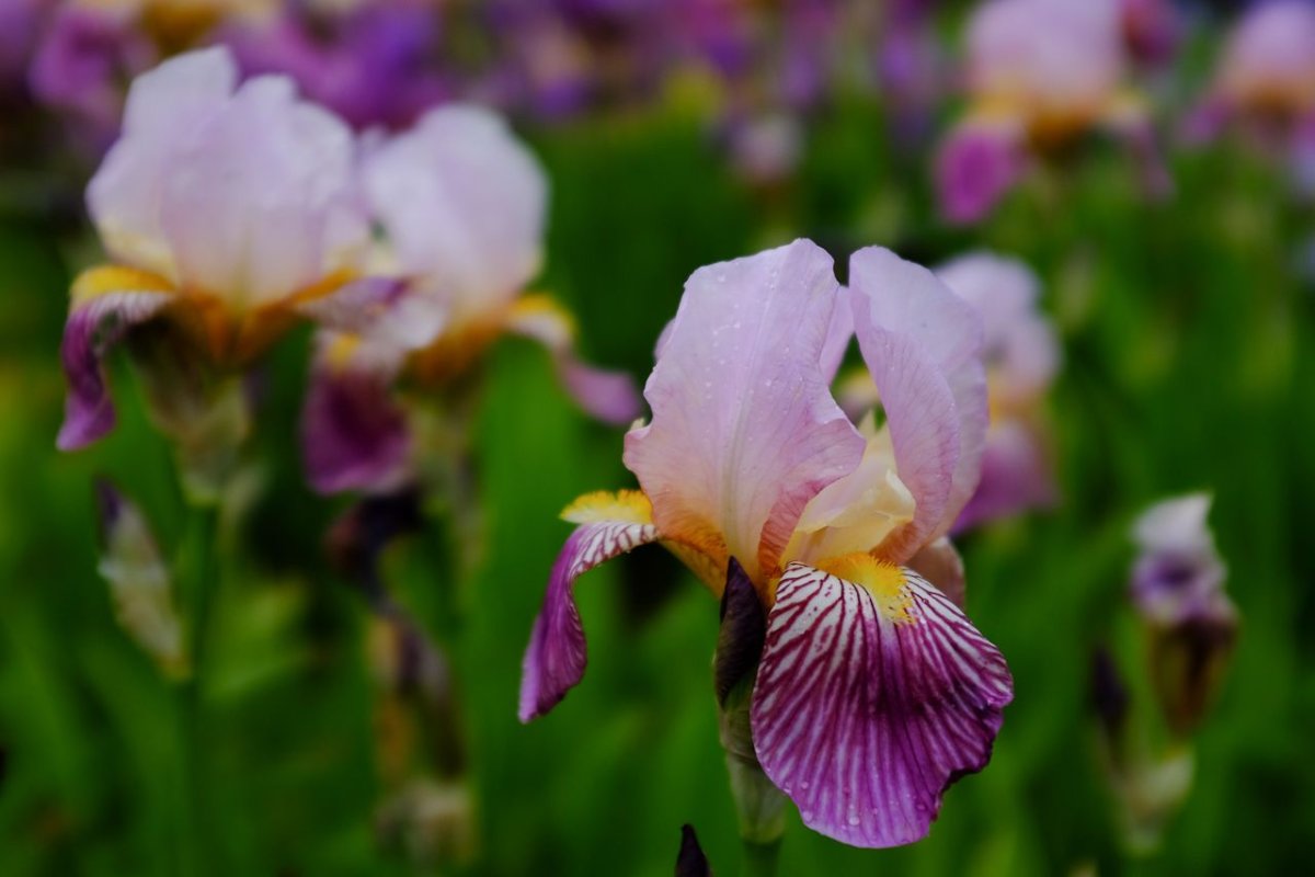 Ирис Галвей