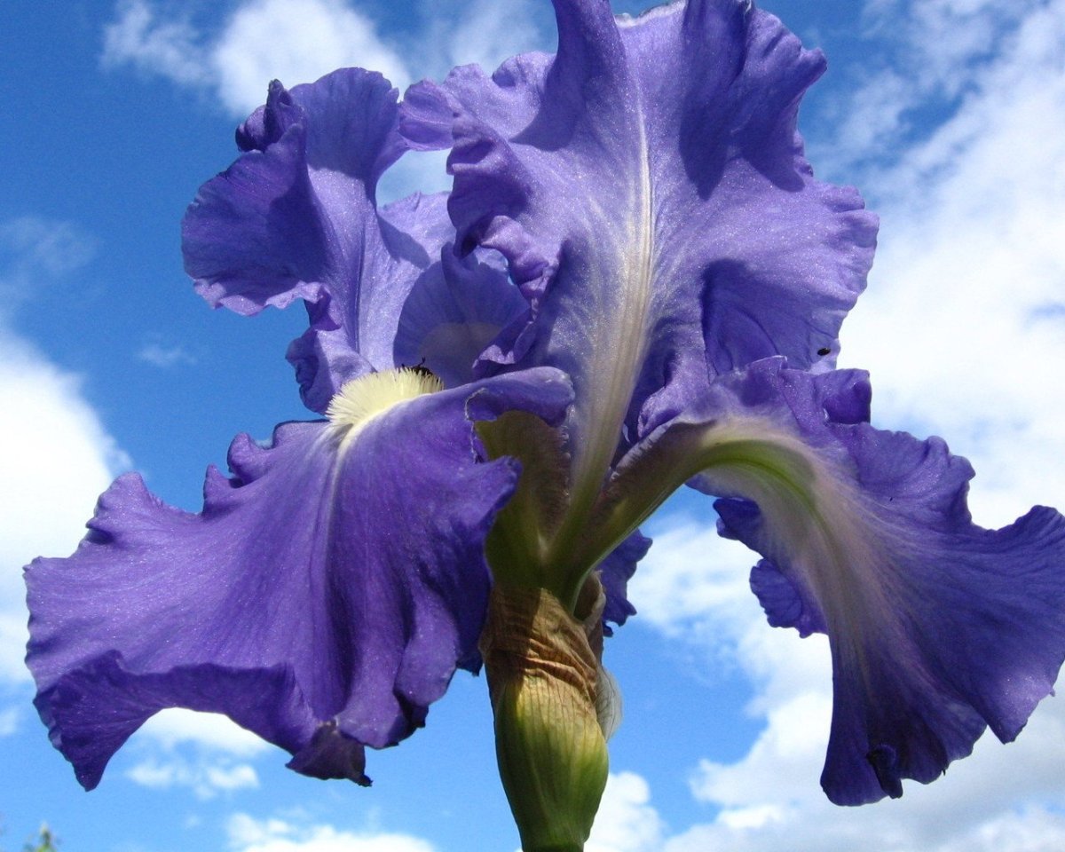 Ирис Чародейка