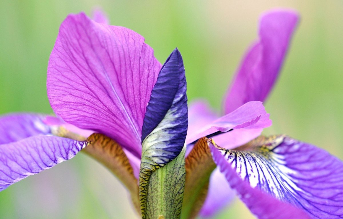 Соцветие ириса