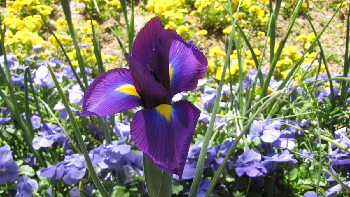 Ирис цветок