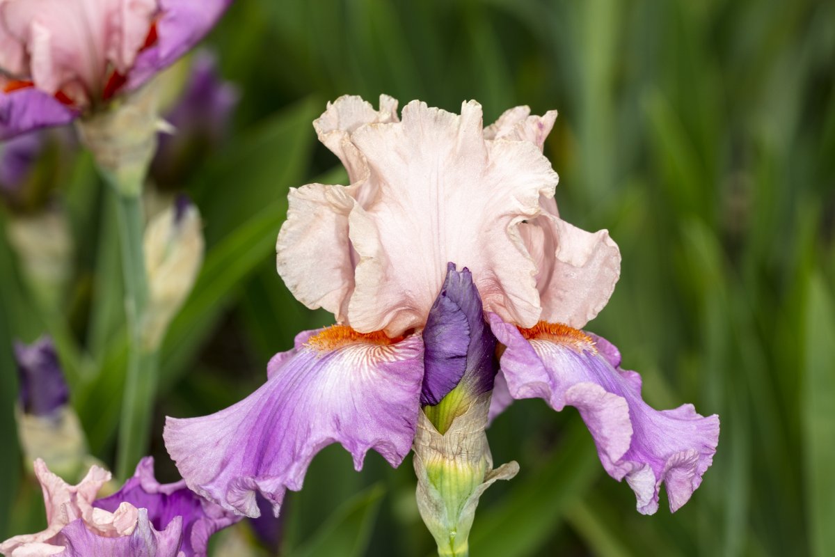 Ирис бородатый баллиху