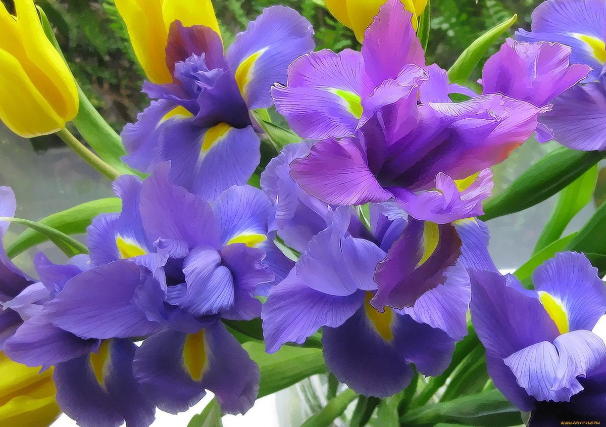 Очень красивые тюльпаны и ирисы