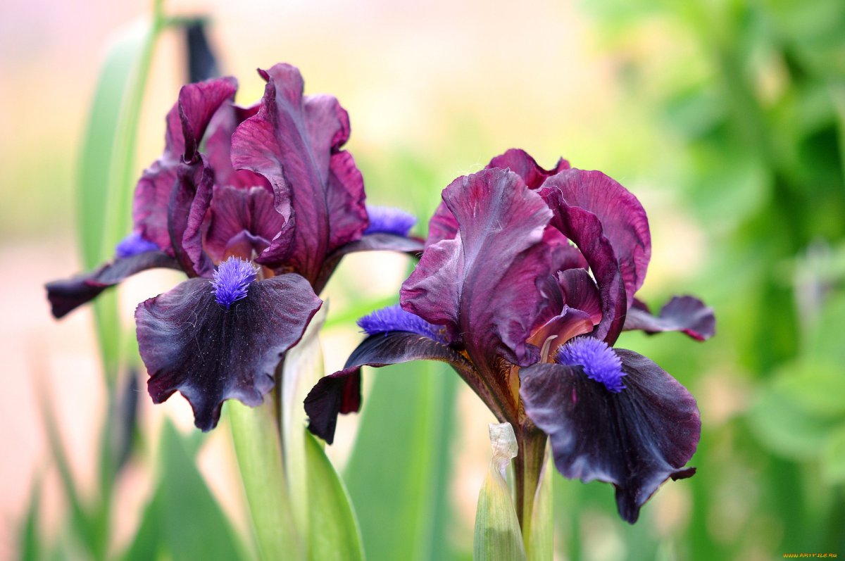 Ирис Оцелот