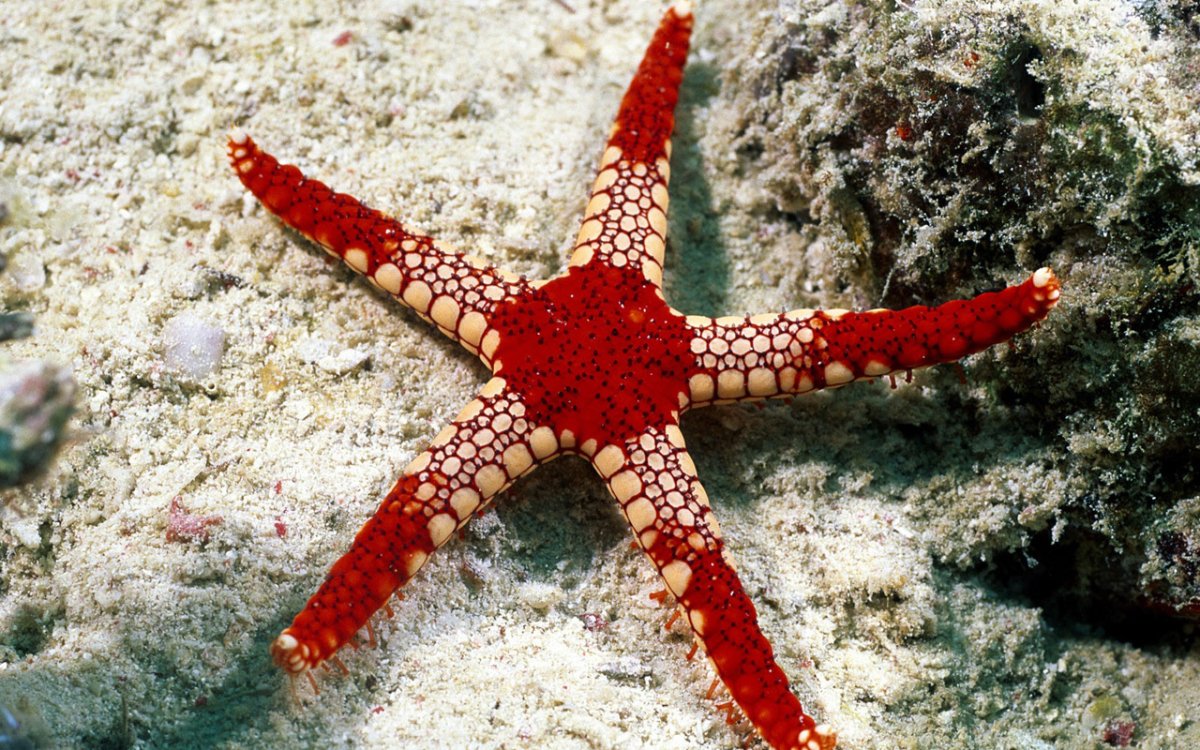 Морская звезда - Starfish