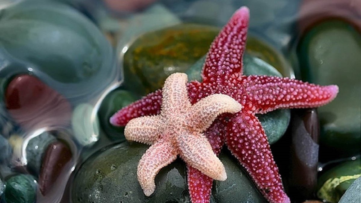 Морская звезда красивая