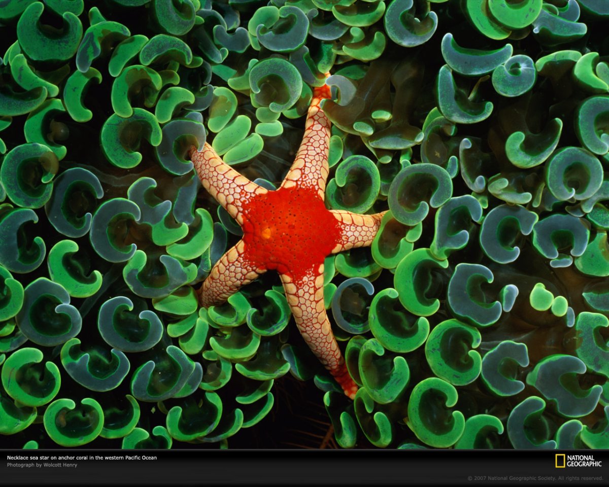 Солястер морская звезда