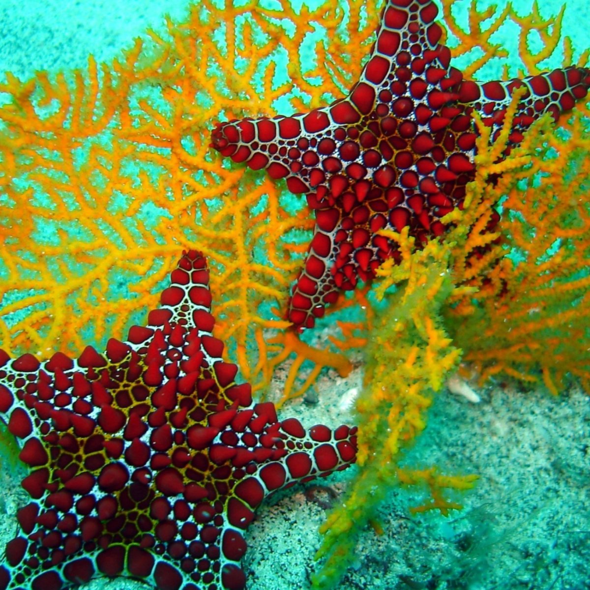 Ракушки морские