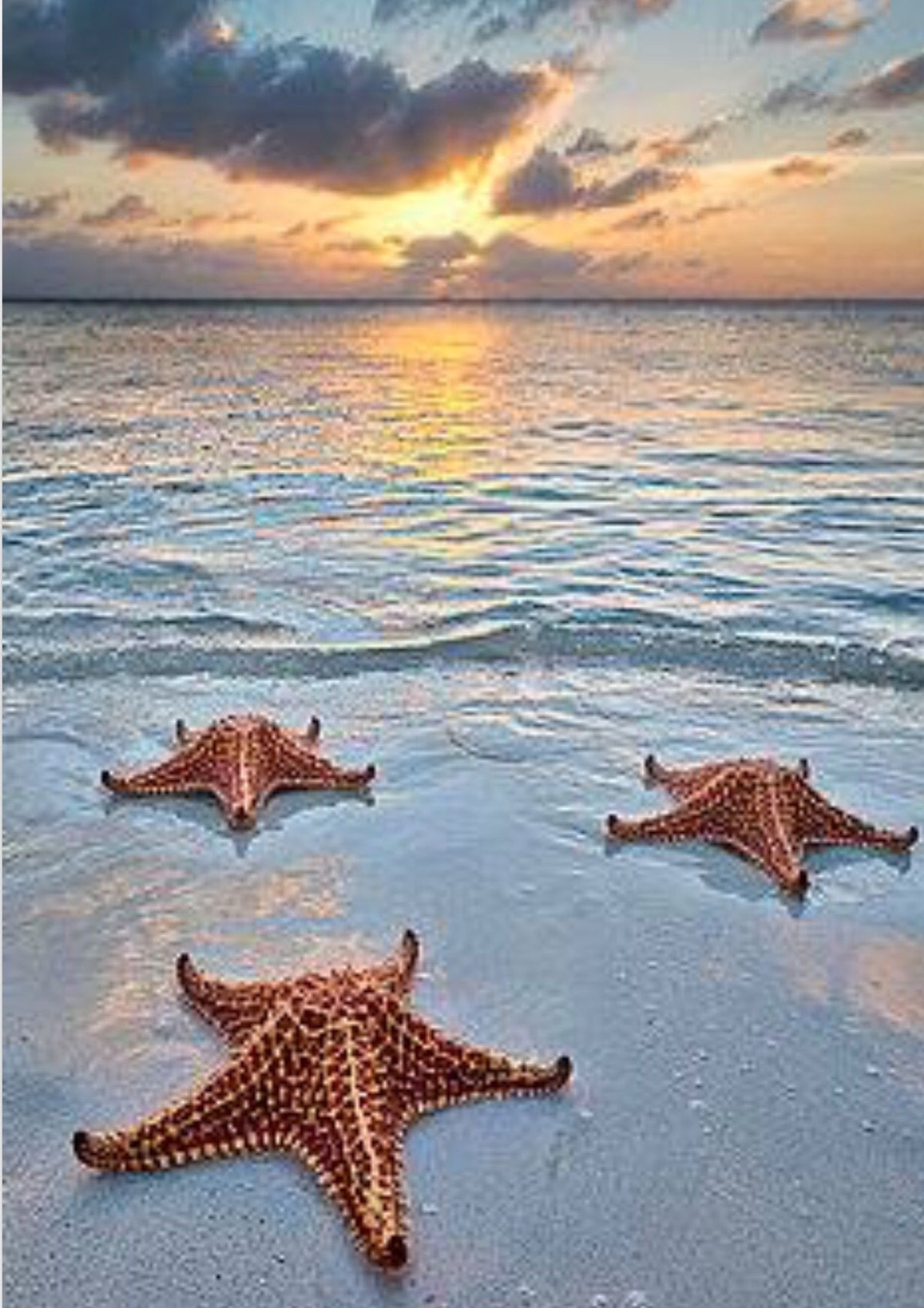 Пятилучевая симметрия иглокожих