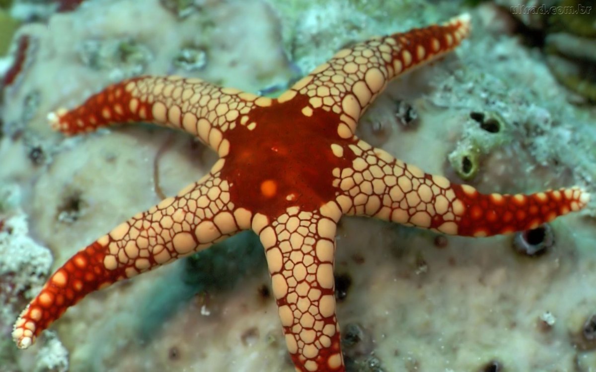 Морская звезда на английском