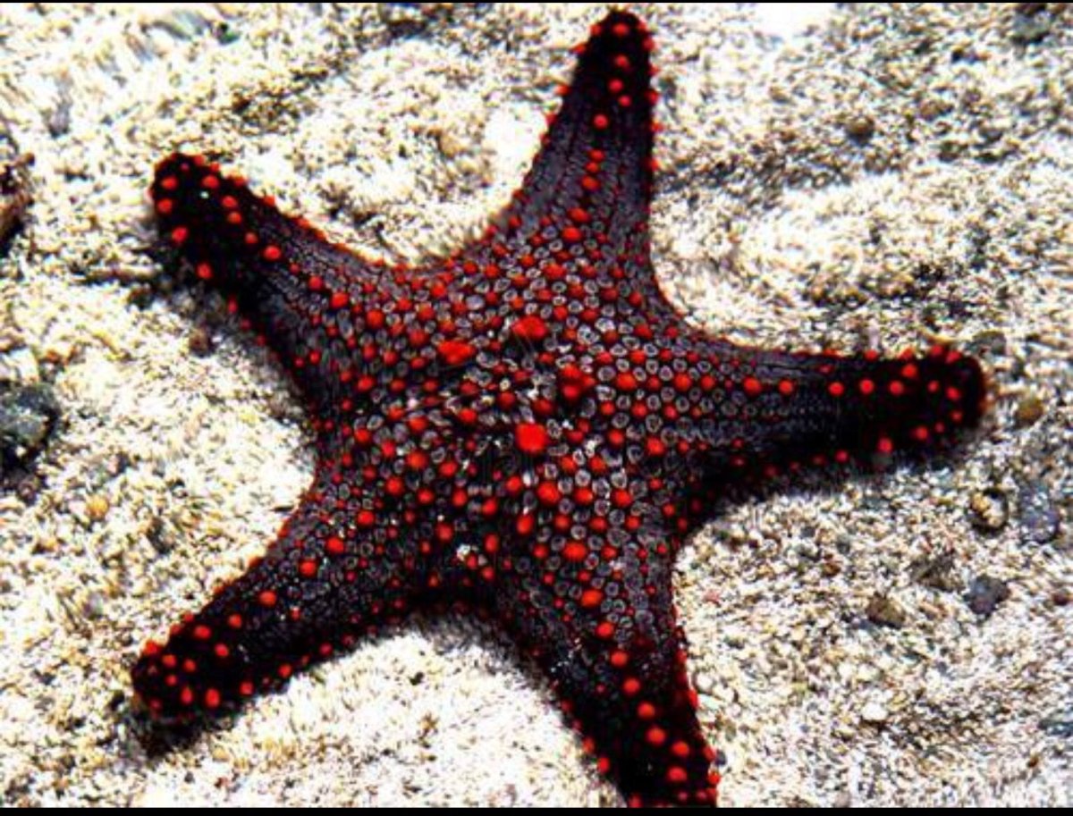 О жизни морской звезды