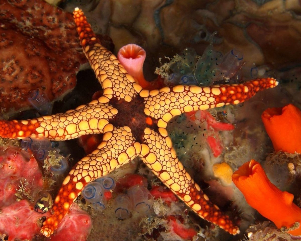 Кораллы это иглокожие