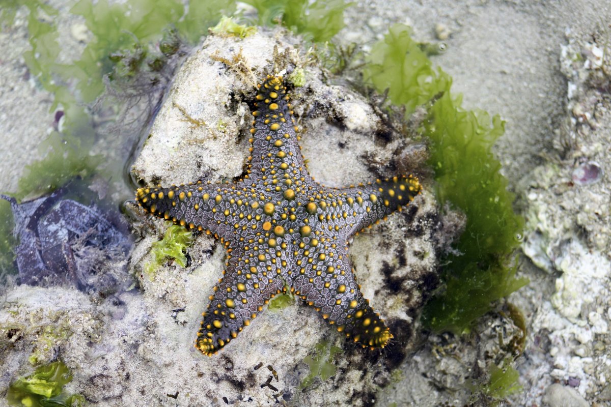 Морская звезда в море