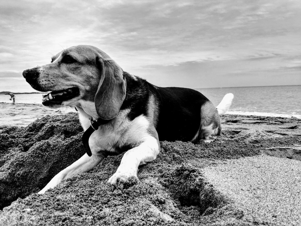 Черно белая собака