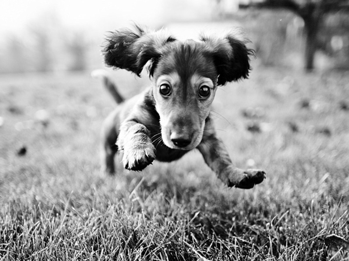 Йоркширский терьер чёрно белый