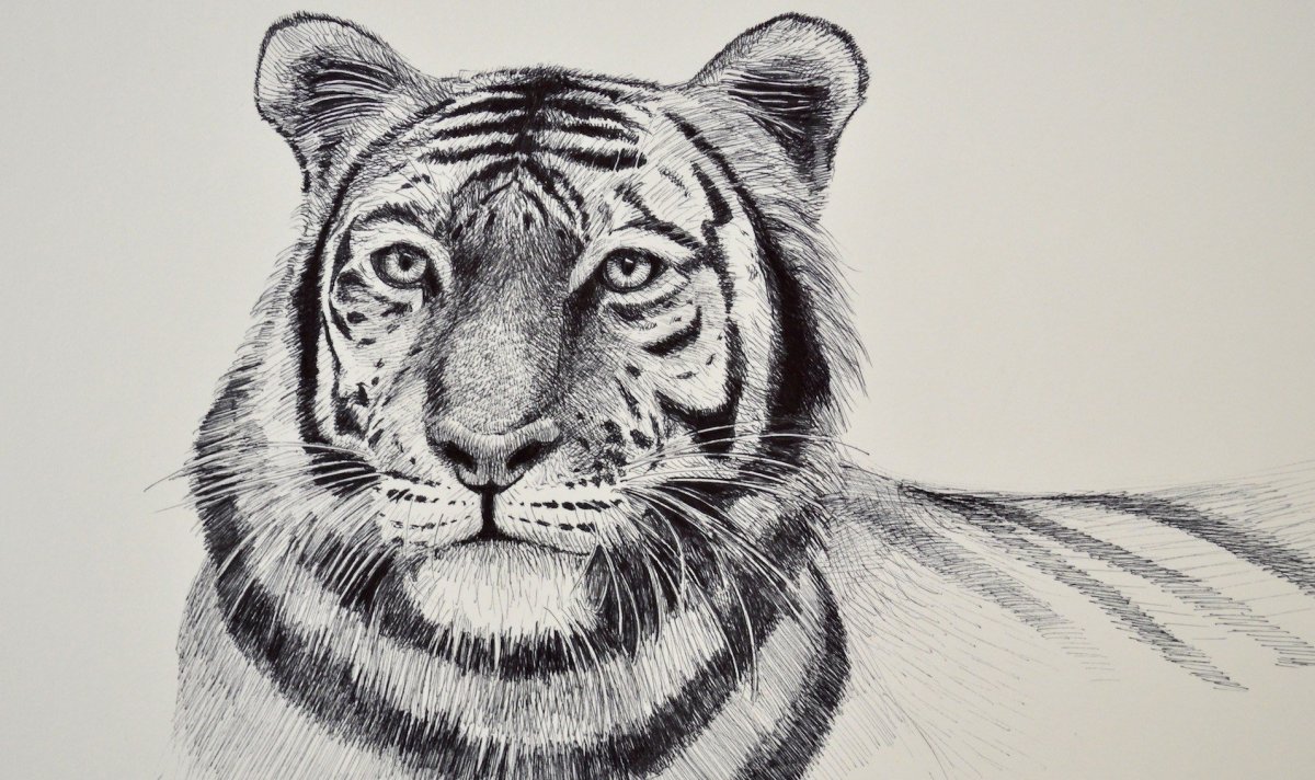 Тигр рисунок карандашом для начинающих