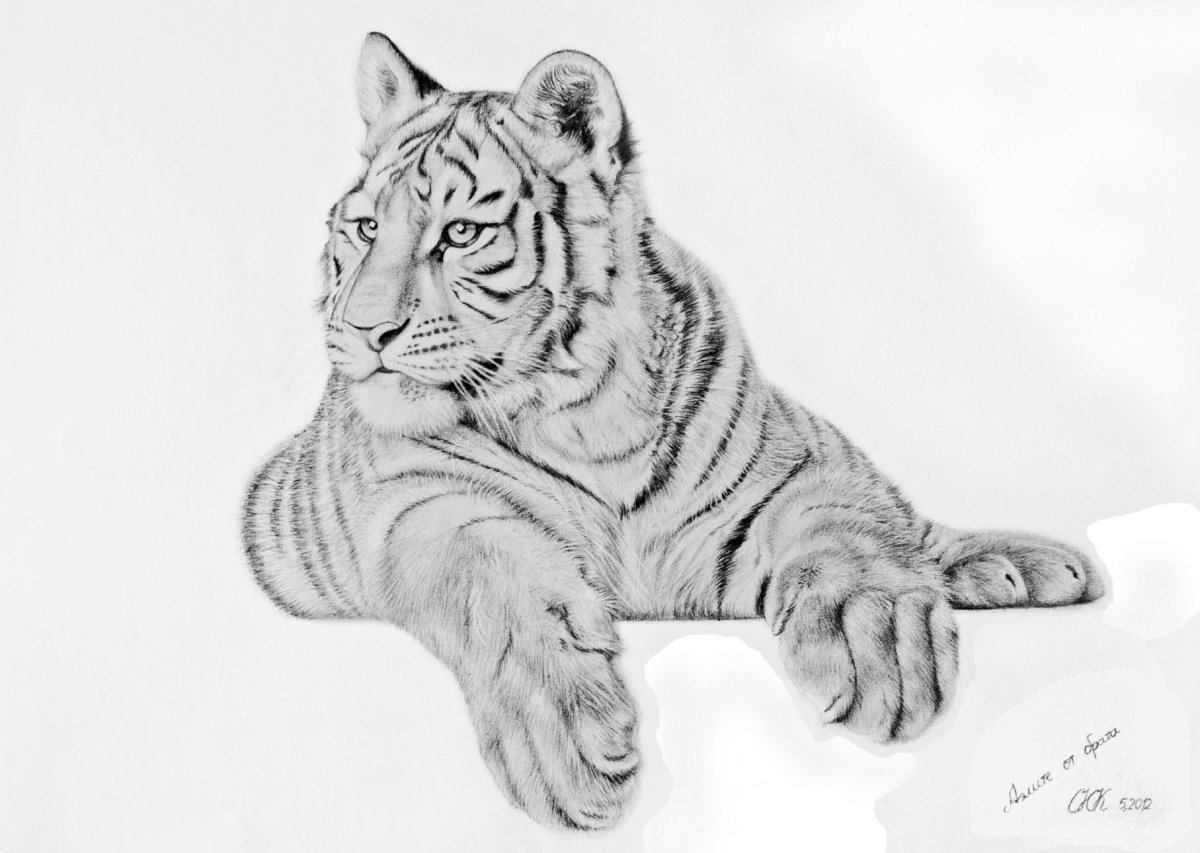 Тигр рисунок