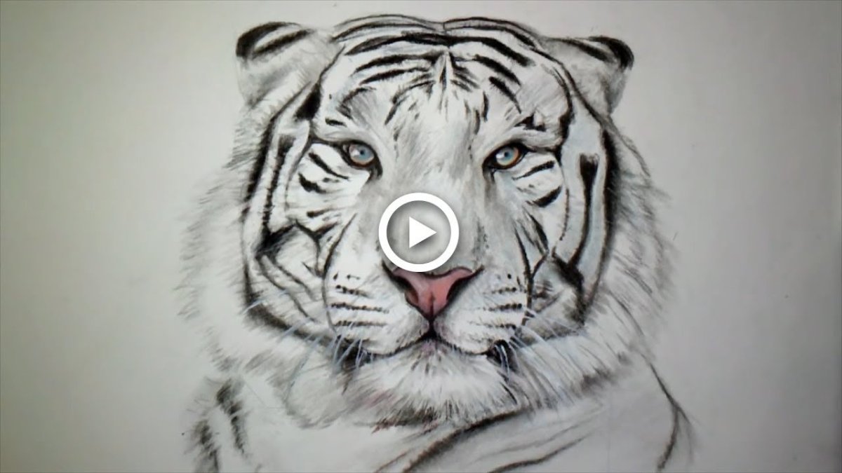 Тигр рисунок