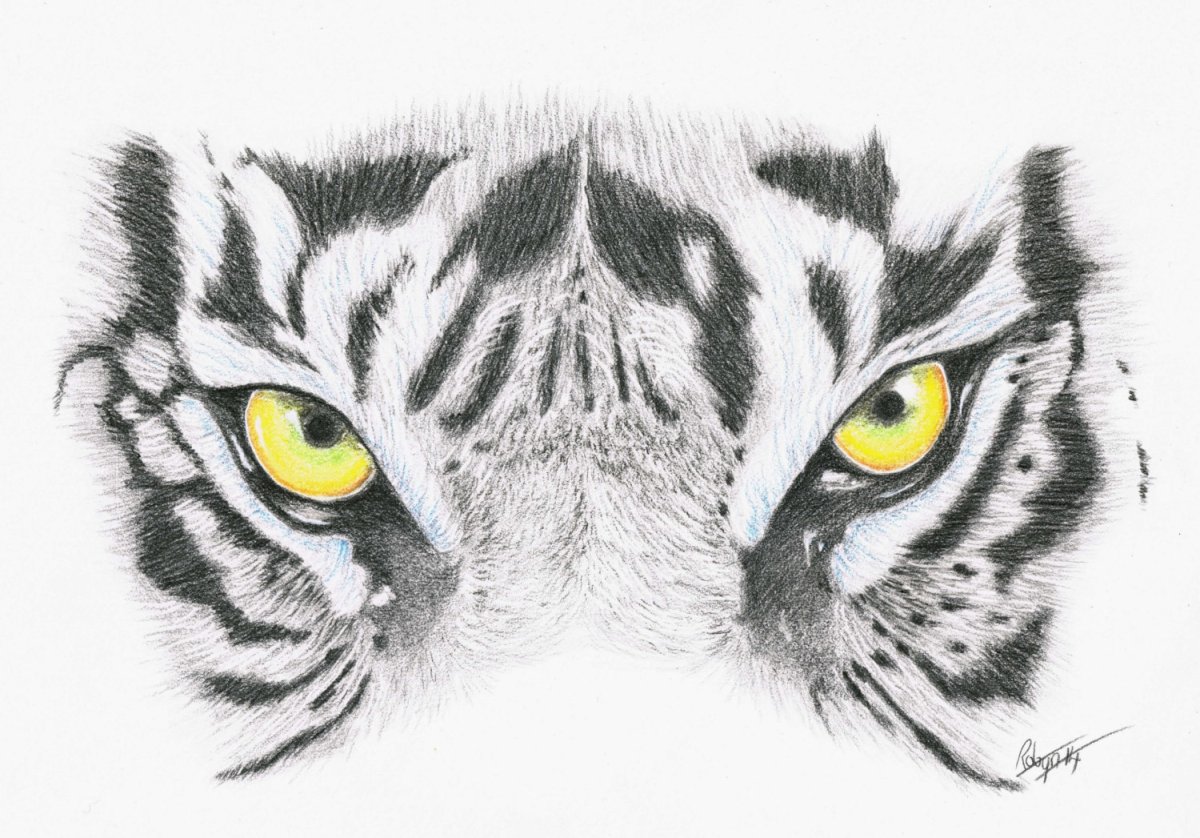 Тигр. Раскраска