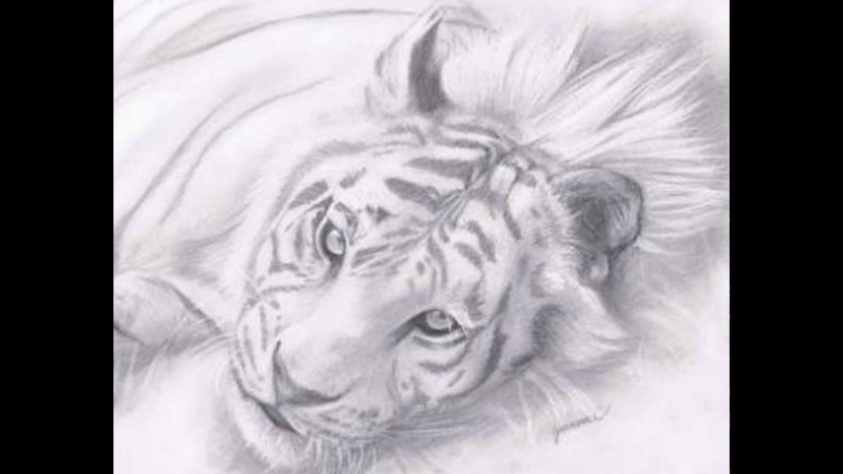 Тигренок рисунок