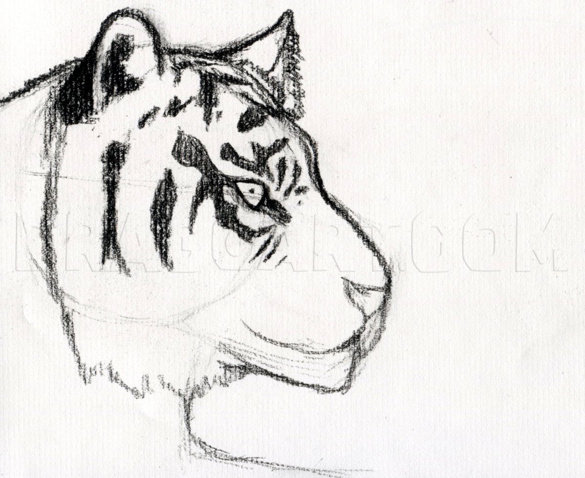 Белый тигр рисунок карандашом