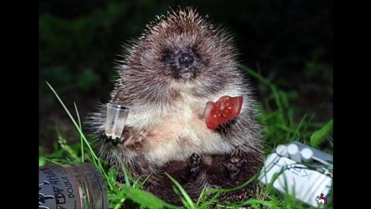 Ежик с водкой