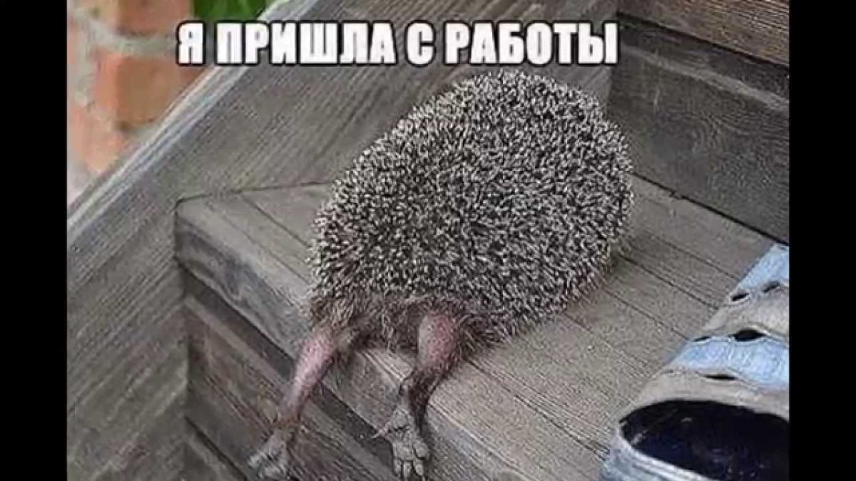 Ежик вернулся