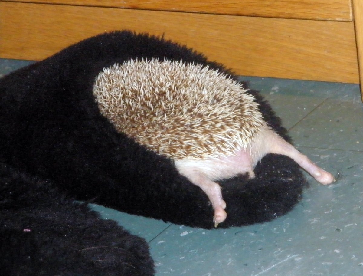 Еж в тапочках